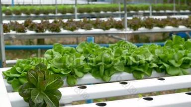 一排排生长在现代生态水培农场、花园床上的新鲜多汁植物。 健康、<strong>环保</strong>的概念